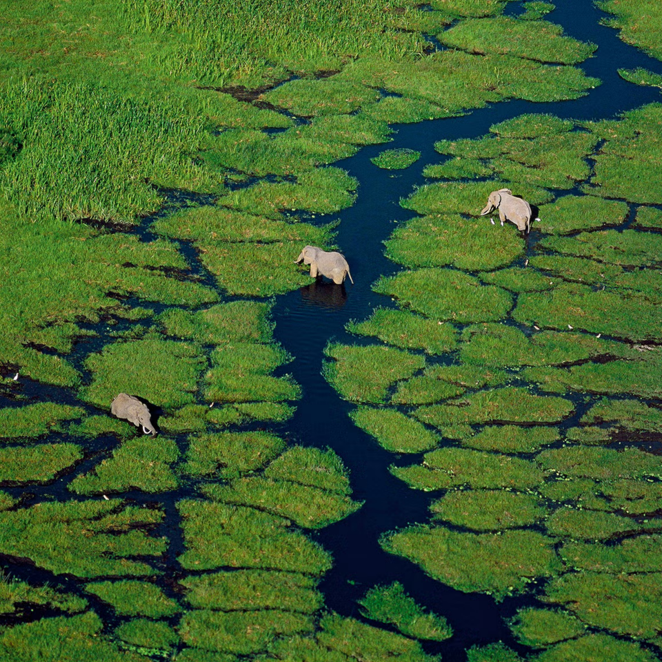 Guerlain Aqua Allegoria Nettare Di Sole Eau de Toilette (75ml)